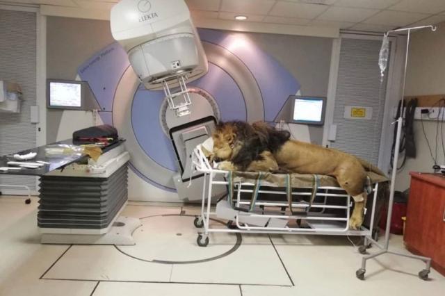 WOW! Tak Kala dengan Manusia, Singa Jantan Ini Jalani Terapi di Klinik Manusia