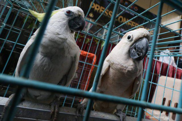 141 Burung Kakaktua Ilegal Berbagai Jenis di Sita