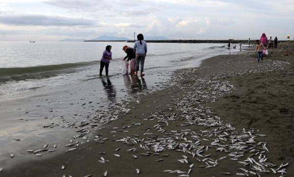 Pantai Gampong, Ribuan Ikan Teri Terdampar