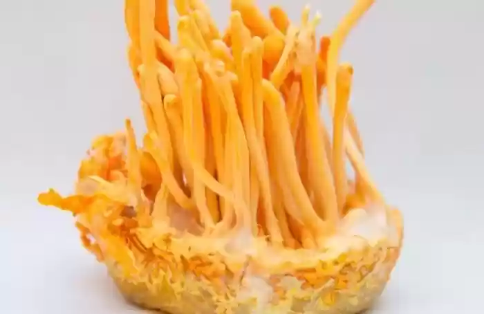 Penangkal Virus Corona, Penelliti Sebut Jamus Cordyceps Militaris