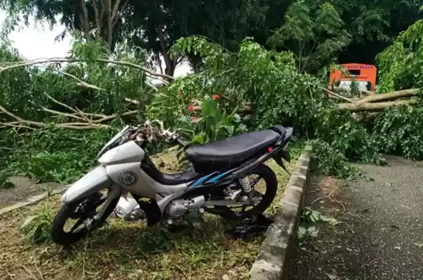 Pohon Tumbang Membentang Jalan, Pengendara Tewas