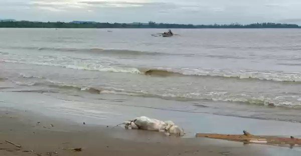 Wabah Covid Belum Habis, Bangkai Babi Berserakan Objek Wisata Pantai Tagaule 