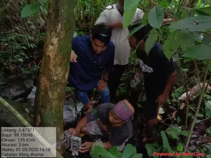 Di Bahorok, Harimau Mangsa Ternak  Sapi dan Anjing Milik Warga