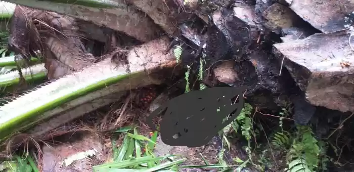 Naas!!  Berteduh Saat Hujan Lebat,  Remaja Ini Tewas Tertimpa Pohon Sawit