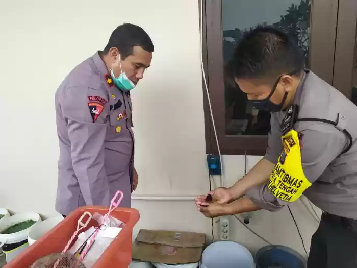 Anggota Bhabinkamtibmas Polsek Medan Helvetia Membudidayakan Ikan Cupang Hias