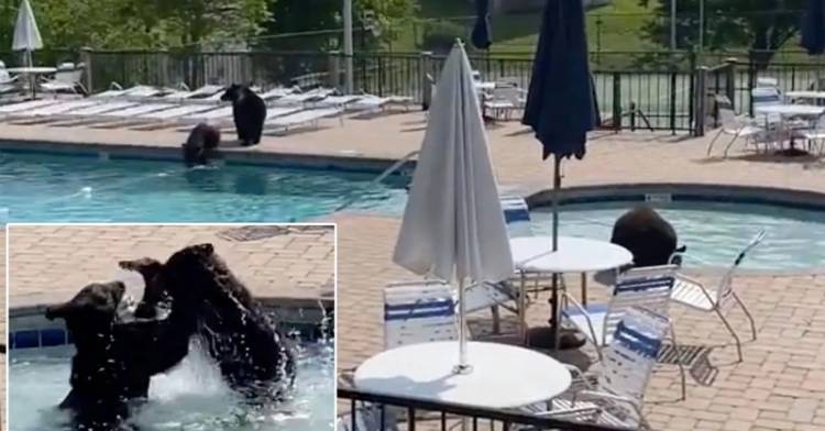 Heboh Pool Party Kedatangan Tamu Tak Diundang Viral di Media Sosial