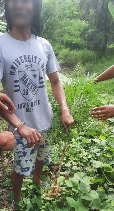 Tanam Ganja di Belakang Rumah  Ditangkap Polisi
