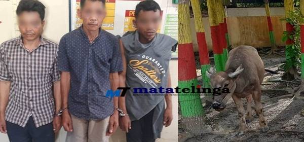 Opsnal Reskrim Polsek Air Batu Ringkus Komplotan Pencuri Ternak