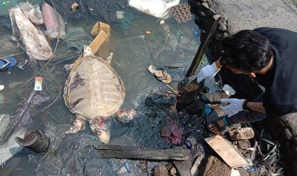 Komantab Evakuasi Penyu Mati di Perairan Sibolga