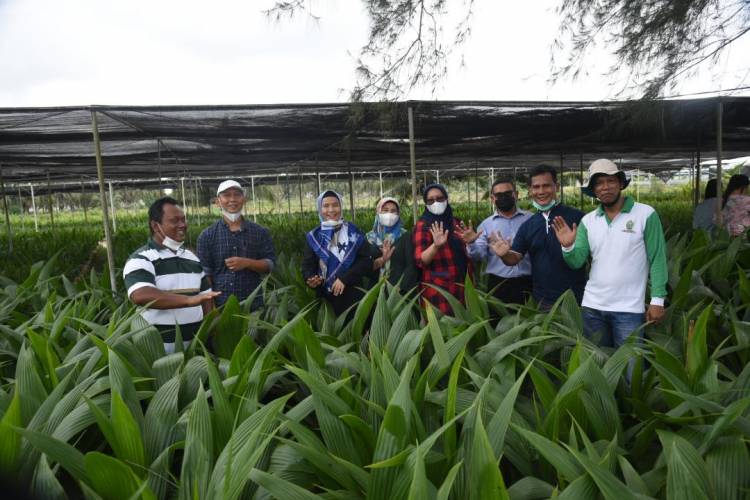 Tinjau Pembibitan Kelapa Genjah Pandan Wangi, Sabrina : Sangat Layak Dikembangkan di Sumut