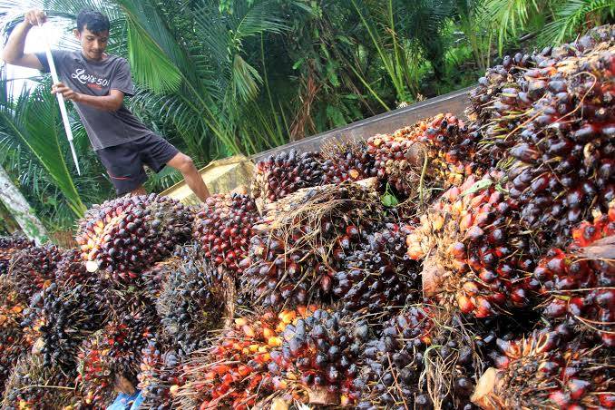Larangan Ekspor CPO Dicabut, Petani Sawit Sumut: Terima Kasih Pak Presiden Jokowi
