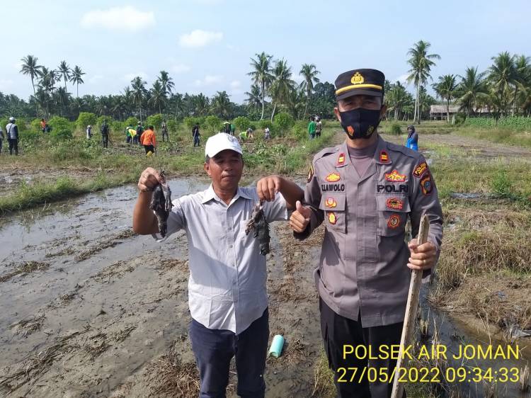 Bantu Petani Gotong Royong Berburu Tikus di Ladang Padi, Polsek Air Joman Disanjung Warga