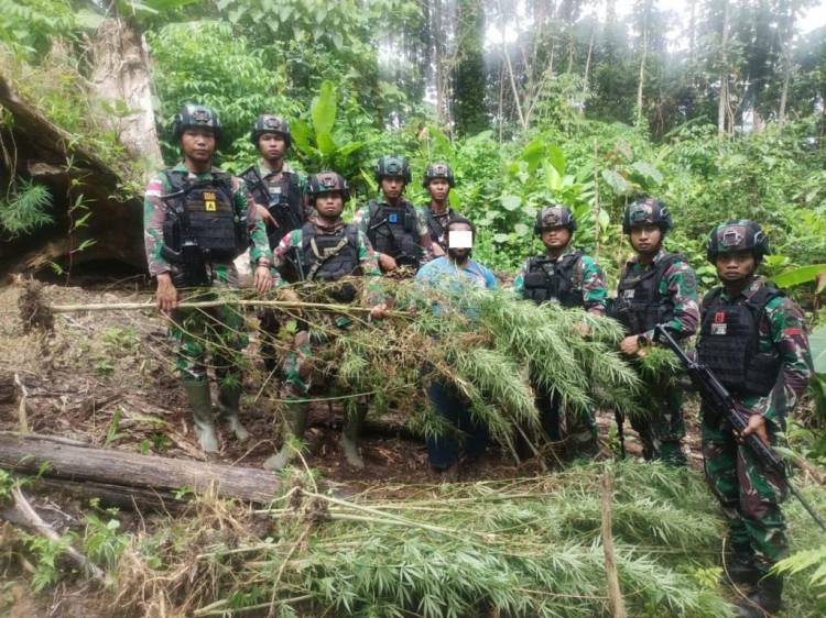 Satgas Pamtas Yonif 126/KC Temukan Ladang Ganja di Perbatasan Papua