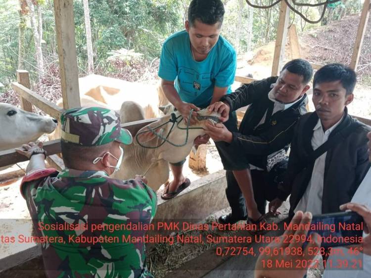 Bupati Madina Imbau Panitia Qurban Antisipasi Wabah PMK