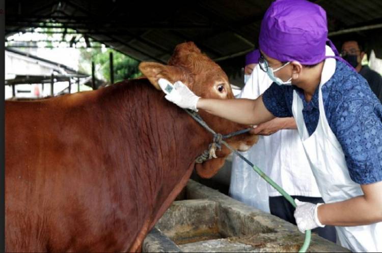 Ribuan Hewan Ternak Telah Dinyatakan Positif Terpapar Penyakit Mulut Dan Kuku