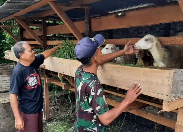 Tak Mau Berpangku Tangan, Satgas TMMD 116 Kodim Deliserdang Bantu Merawat Ternak Warga