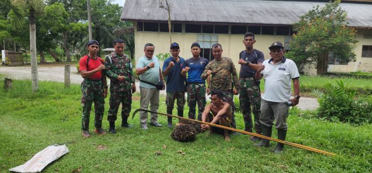 Diduga Acapkali Terjadi Pencurian Sawit di Kebun TGP PTPN2,  Dua Orang Amankan