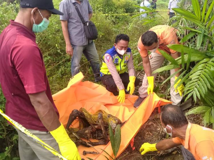 Tengkorak Gelandangan Perempuan Ditemukan di Kebun Sawit PTPN2
