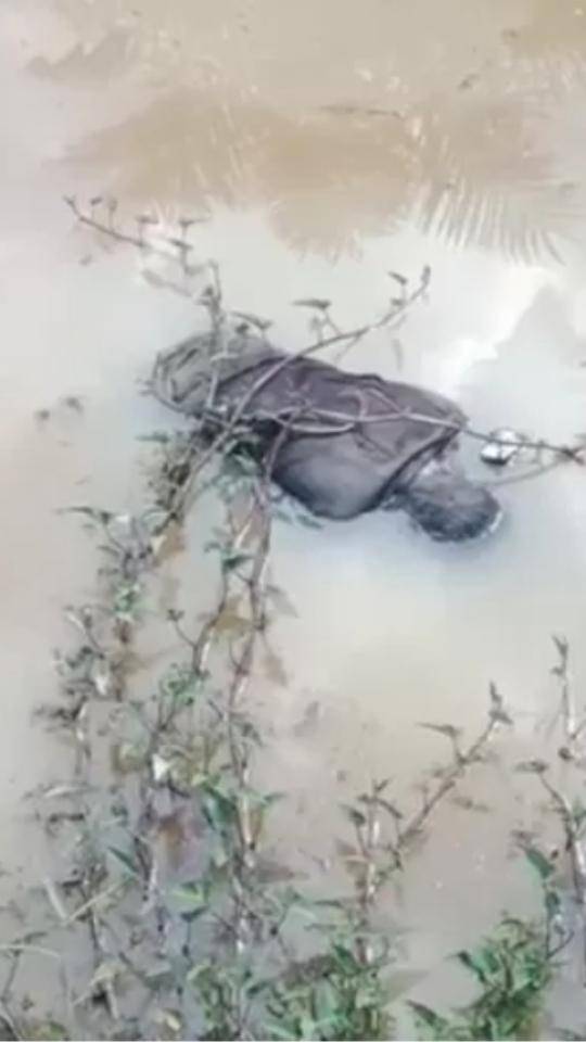 Pria Tampa Identitas Tewas Tenggelam Di Parit PTPN IV Adolina Perbaungan