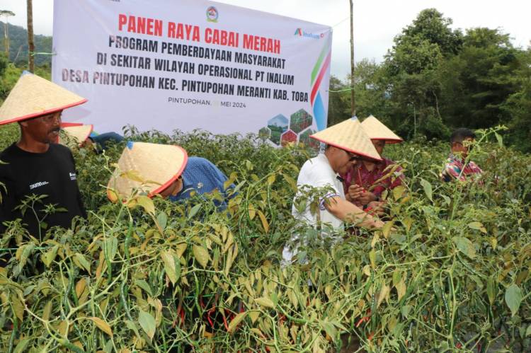 Panen Cabe Kriting Bersama PT. Inalum