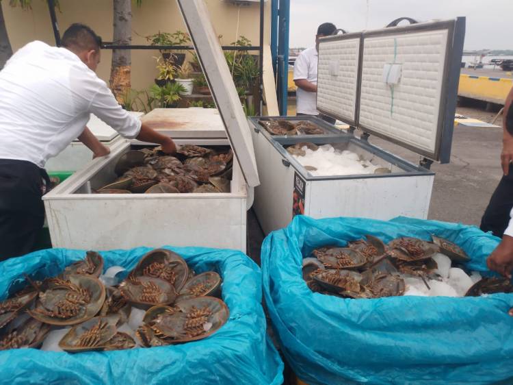 Dit Polairud Polda Sumut Sita 1.600 ekor Ketam Dari Serdang Bedagai