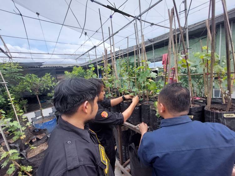 Klien Rehabilitasi Narkoba Yang Produktif Dengan Budidaya Tanaman Anggur: Kisah Inspiratif