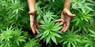 AS Siap Melonggarkan Pembatasan Ganja Dalam Perubahan Bersejarah