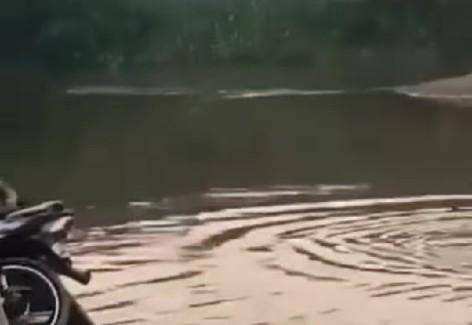 Viral Di Media Sosial, Video Penampakan Lumba-lumba Memasuki Perairan Sungai Kualuh - Kabupaten Labuhanbatu Utara