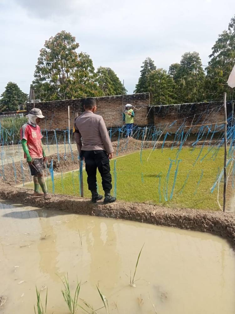 Polsek Siantar Marihat Sambangi Warga Tanam Bibit Padi Dukung Ketahanan Pangan