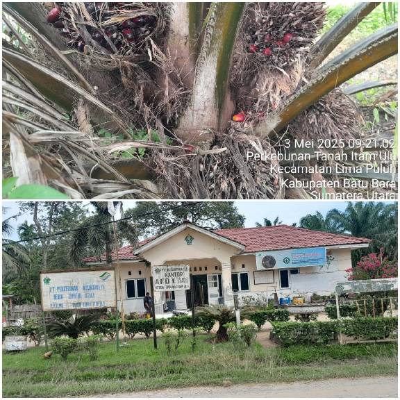 Buah Busuk Tak Dipanen,Areal Semak Tak Terawat. Potensi Besar Rugikan PTPN4 Unit Tanah Itam Ulu,Manejer Bungkam