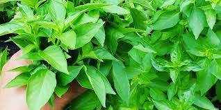 Ini Daftar Daun Daun Dapat Menurunkan Kolestrok, Boleh Coba....