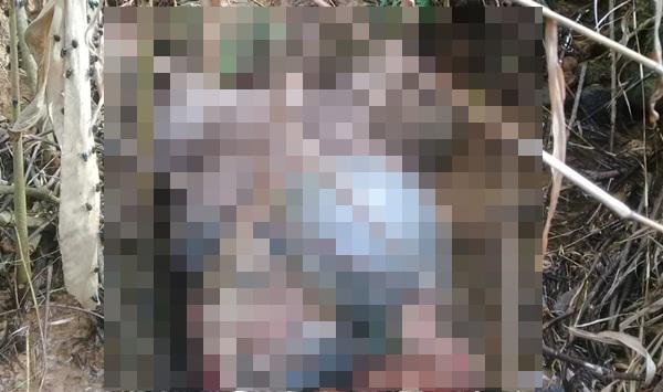 Dua Ekor Sapi Milik Warga di Langkat Mati Diterkam Harimau