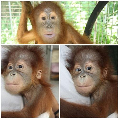 Sempat Mau Diseludupkan ke Malaysia, Tiga Orangutan Ini Akan Segera Dilepasliarkan