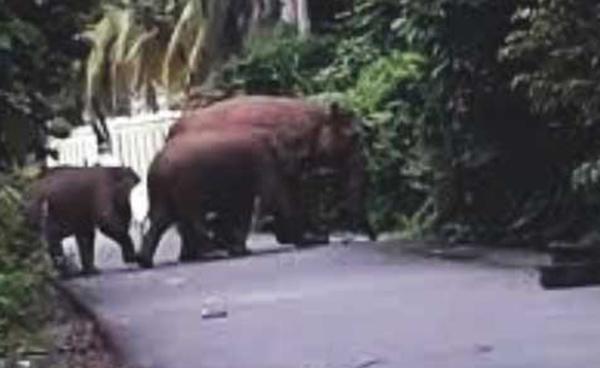 Dua Belas Gajah Porak Porandakan Rumah dan Lahan Warga