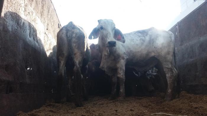 Sapi Impor Asal Australia Tiba di Pelabuhan Belawan