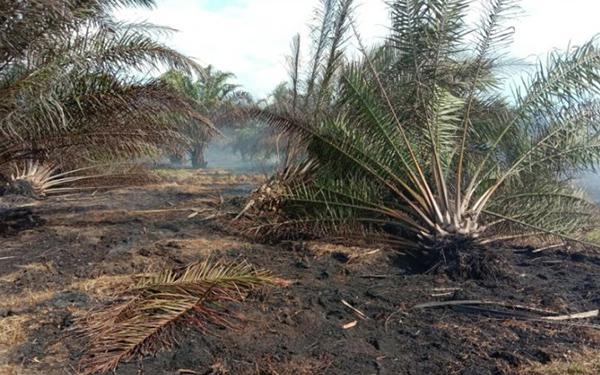 Dua Hari Kebun Sawit Terbakar, Lapor Polisi dengan Kerugian Ratusan Juta