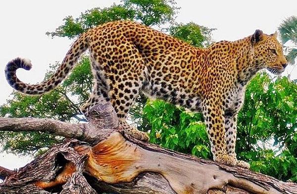 Liburan Bawa Petaka, Bocah Dua Tahun Tewas di Makan Macan Tutul