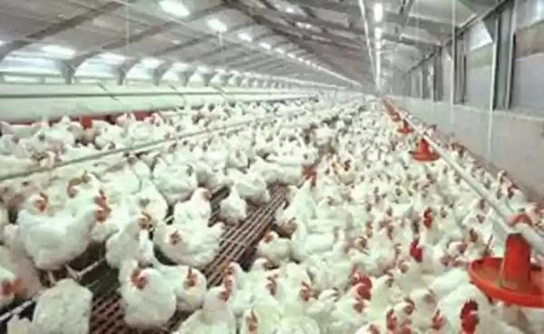 KPPU Monitor Harga Ayam Broiler