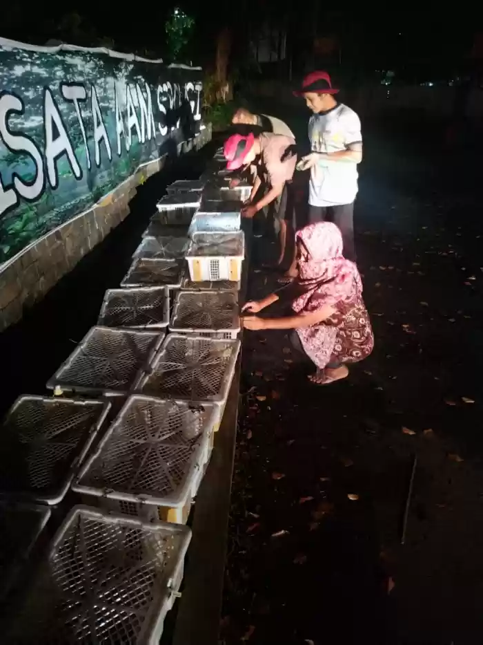 Penyelundupan 2.300 Ekor Burung Ciblek dan Gelatik Batu