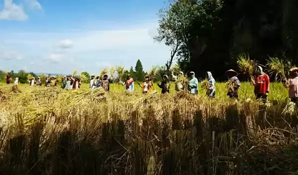 Desa Napitupulu Pertahankan Panen Padi Secara Tradisional