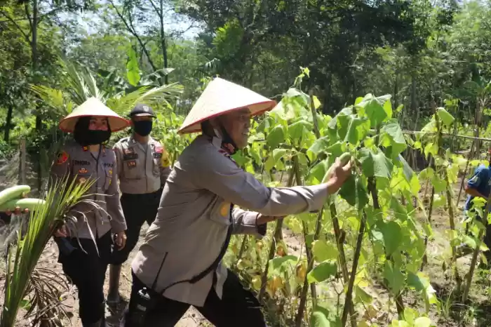 Dukung Ketahanan Pangan Bhayangkari Polres Tebing Tinggi Panen Sayuran