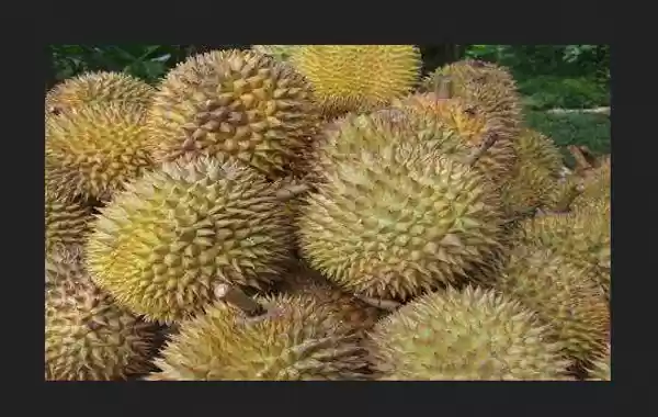 Gara-Gara Durian, Kantor Pos Jerman Panik 