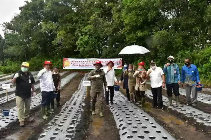  Mentan Optimis Humbahas Jadi  Sentra Bawang Putih dan Merah