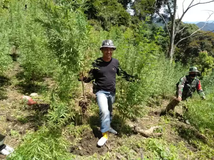 Delapan Hektare Ladang Ganja,  Musnahkan BNNP