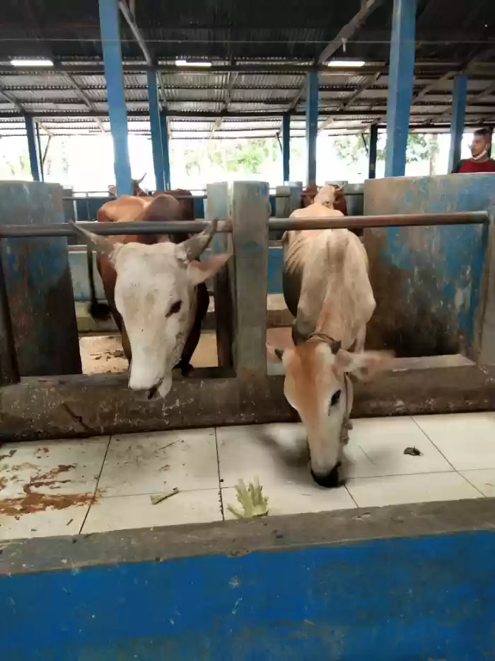 Komplotan Maling Lembu Digulung Polsek Delitua