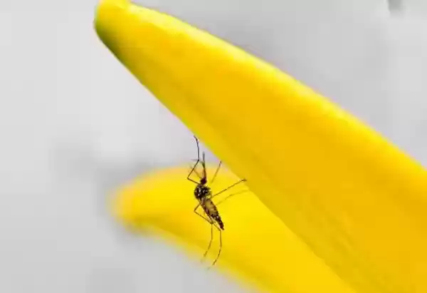 Enam Belas Warga Meninggal Terkena Wabah DBD, Apa Bertambah Korban Lagi...?