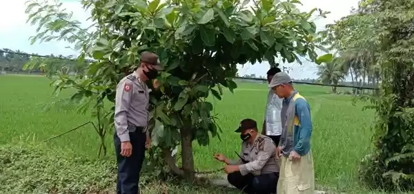 Asyik Cabuti Rumput di Sawah, Petani Ini Tak Sadar Motornya Digondol Maling