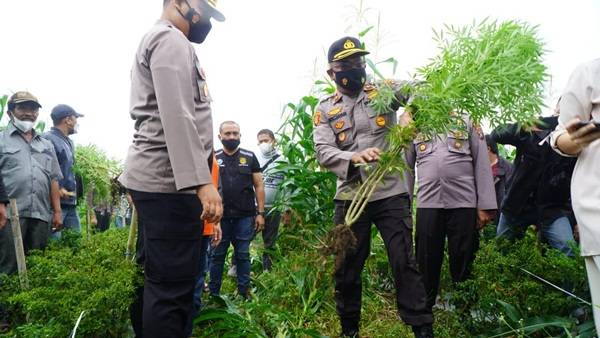 Polres Tanah Karo Ungkap Ladang Ganja di Tengah Perladangan Warga