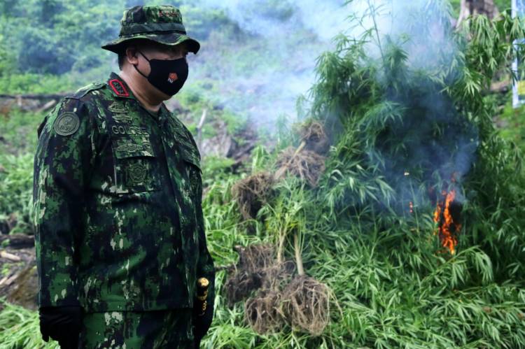 Ka.  BNN RI, Komjen R Golose, Pimpin  Pemusnahan 2 Hektare Ladang Ganja di Aceh