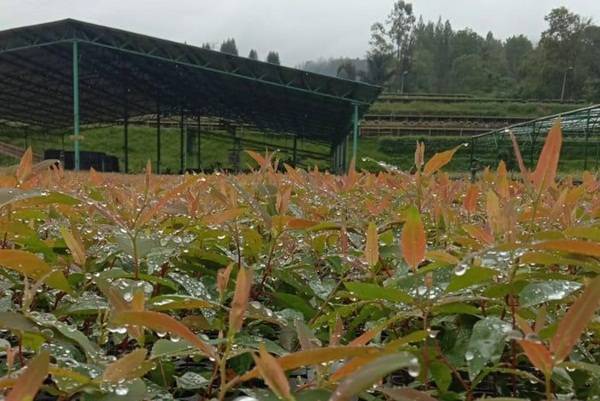 Padi dan Pinus Lebih Boros Air dari Eucaliptus